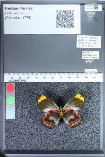 Media type: image;   Entomology 74562